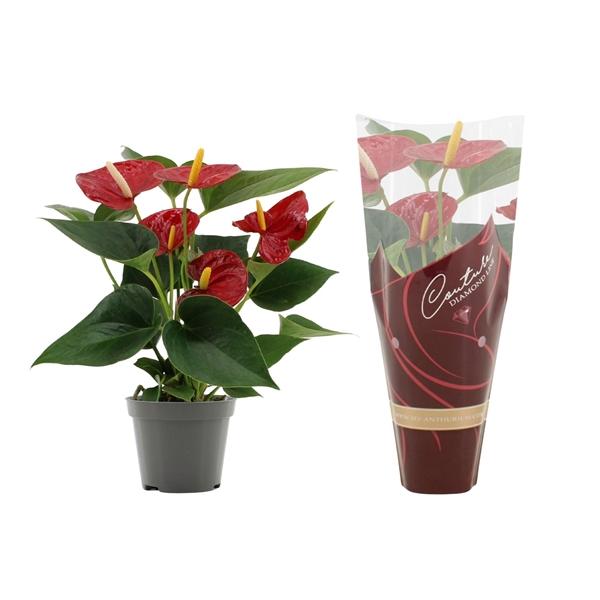 Горшечные цветы и растения оптом Anthurium Diamond Red In Couture Diamond Line Purp от 12шт (для телеги) из Голландии с доставкой по России