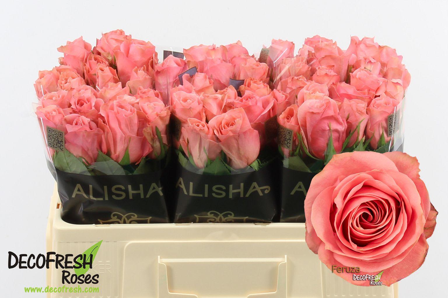 Срезанные цветы оптом Rosa garden feruza от 60шт из Голландии с доставкой по России