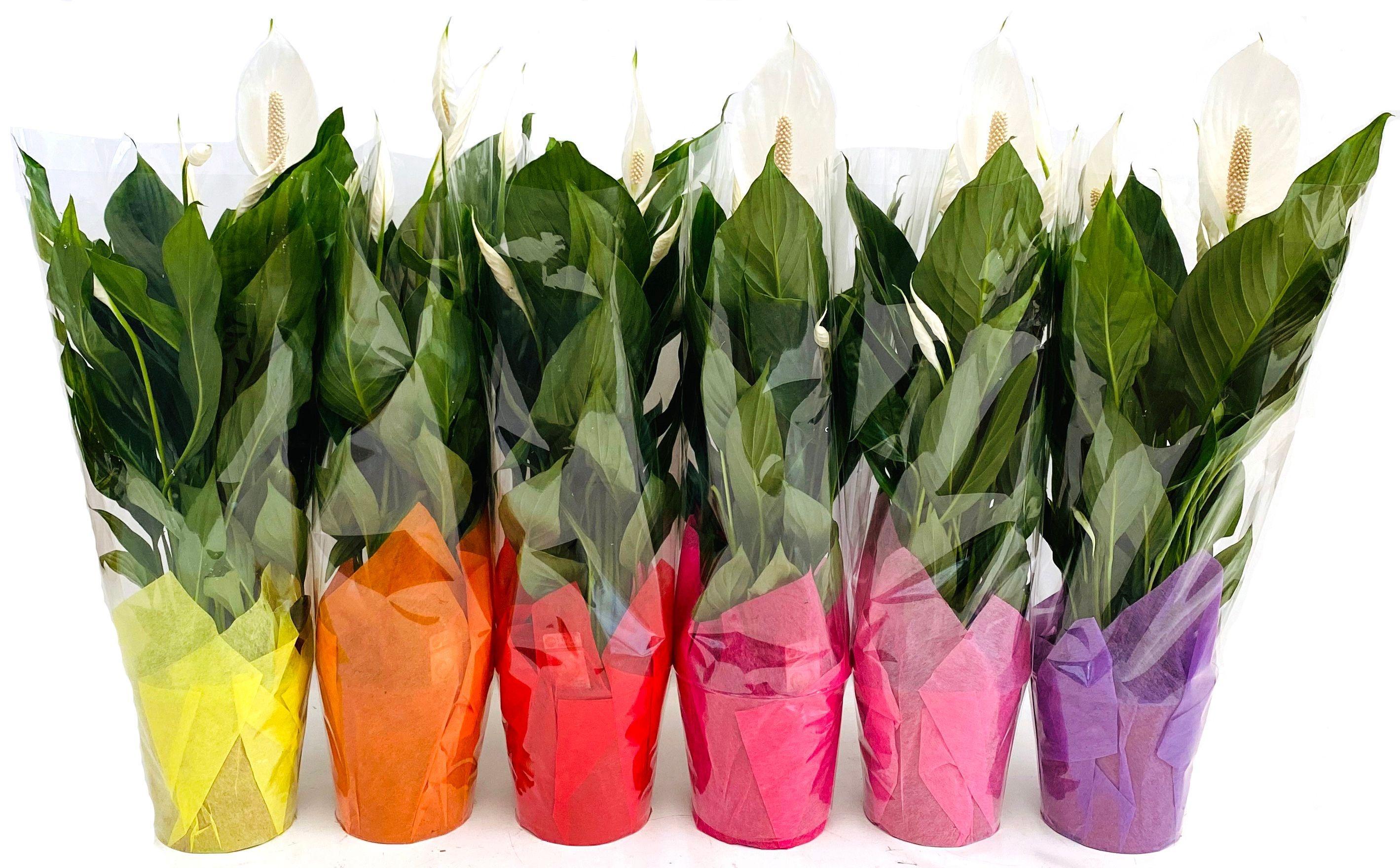 Горшечные цветы и растения оптом Spath Bingo Cupido 5+ (air So Pure) от 6шт из Голландии с доставкой по России