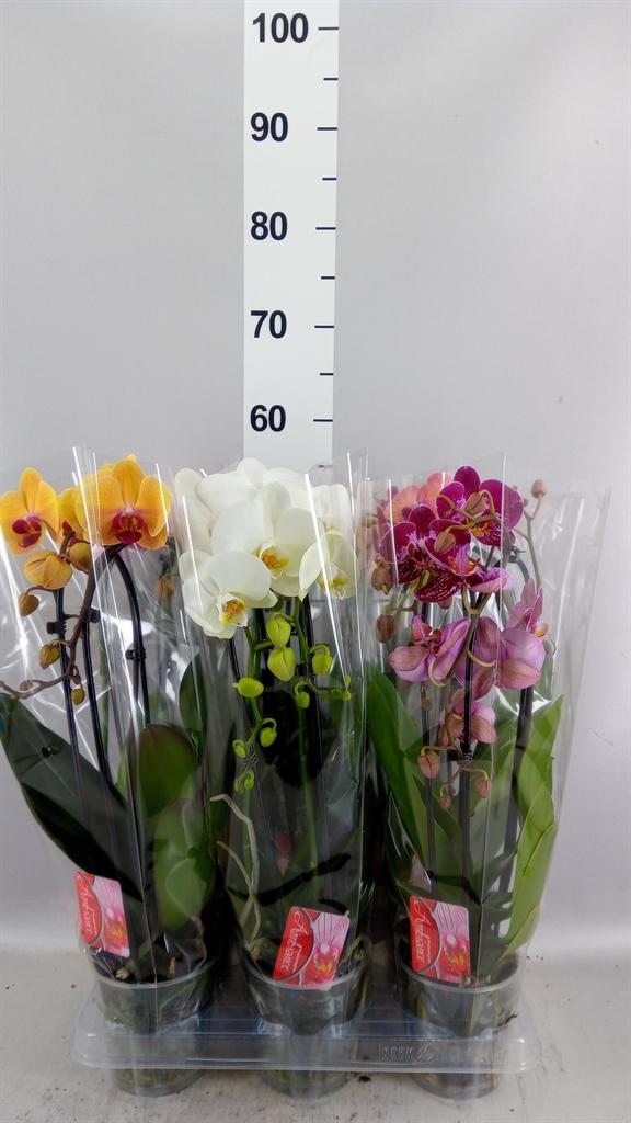 Горшечные цветы и растения оптом Phalaenopsis Multi. ...white AAA от 8шт (для телеги) из Голландии с доставкой по России