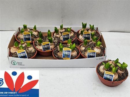 Горшечные цветы и растения оптом ** Hyacin White Pearl Schaal * Spring Deal* от 7шт из Голландии с доставкой по России