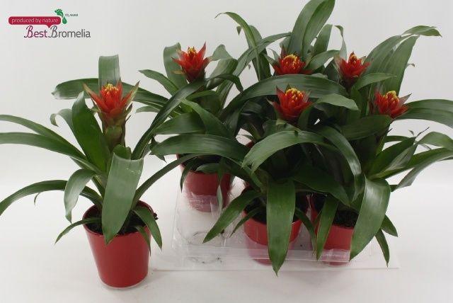 Горшечные цветы и растения оптом Guzm Punta от 6шт из Голландии с доставкой по России