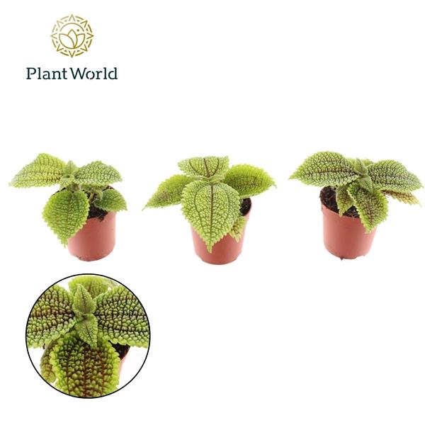 Горшечные цветы и растения оптом Pilea Moonvalley от 16шт (для телеги) из Голландии с доставкой по России