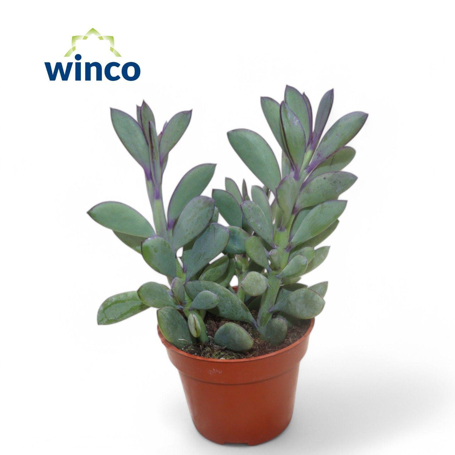 Горшечные цветы и растения оптом Senecio Crassisimus от 16шт (для телеги) из Голландии с доставкой по России