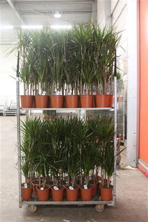 Горшечные цветы и растения оптом Dra Marginata 60-30-15 Cm от 1шт из Голландии с доставкой по России