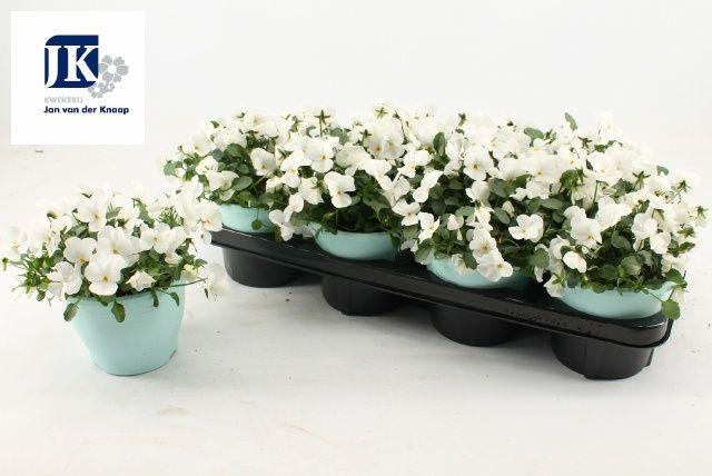 Горшечные цветы и растения оптом Vio Co Tw White от 8шт из Голландии с доставкой по России