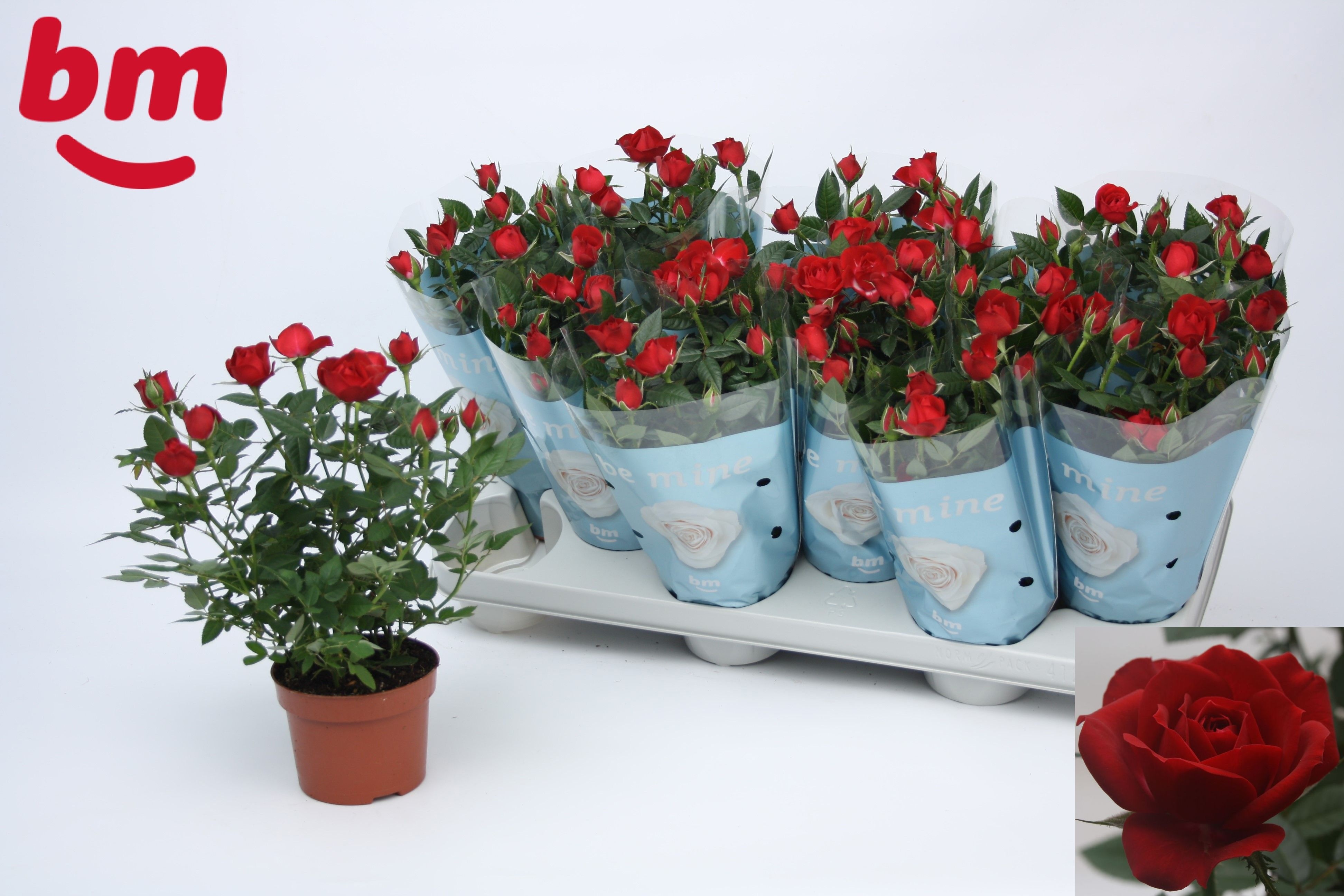 Горшечные цветы и растения оптом Ro Hot Jewel от 12шт из Голландии с доставкой по России
