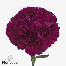 Срезанные цветы оптом Dianthus st yukari violet от 80шт из Голландии с доставкой по России