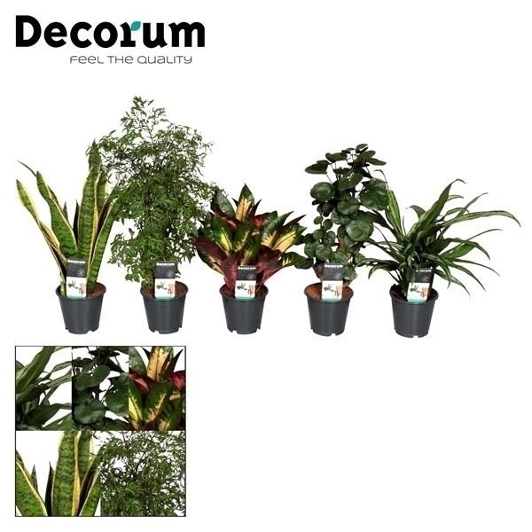 Горшечные цветы и растения оптом Plantmix Bali  (decorum) от 10шт из Голландии с доставкой по России