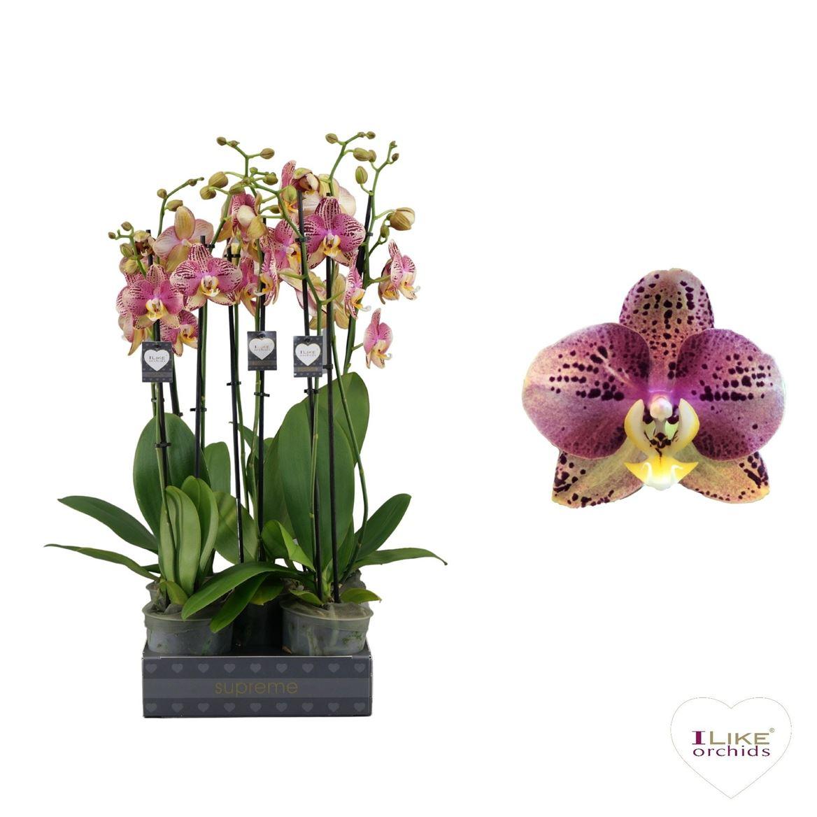 Горшечные цветы и растения оптом Phal 2st Flash от 10шт из Голландии с доставкой по России