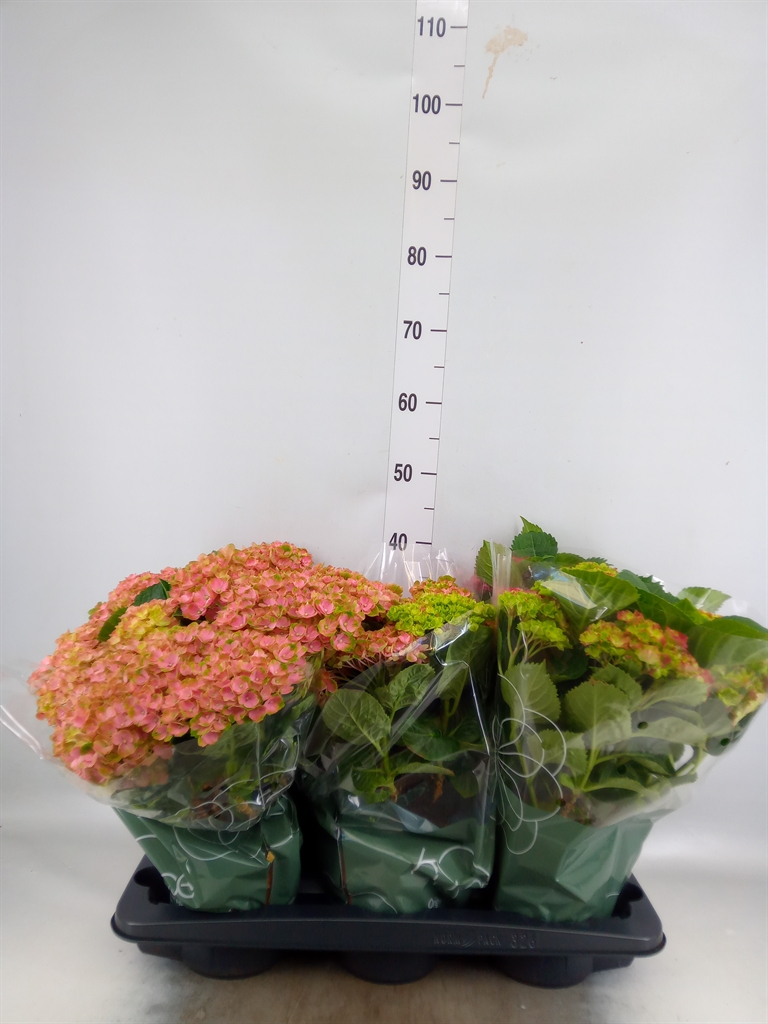 Горшечные цветы и растения оптом Hydrangea Ma Mix 7+ (hy-pe) от 6шт из Голландии с доставкой по России