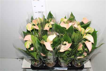 Горшечные цветы и растения оптом Anthu An Joli Peach 4+ от 12шт из Голландии с доставкой по России