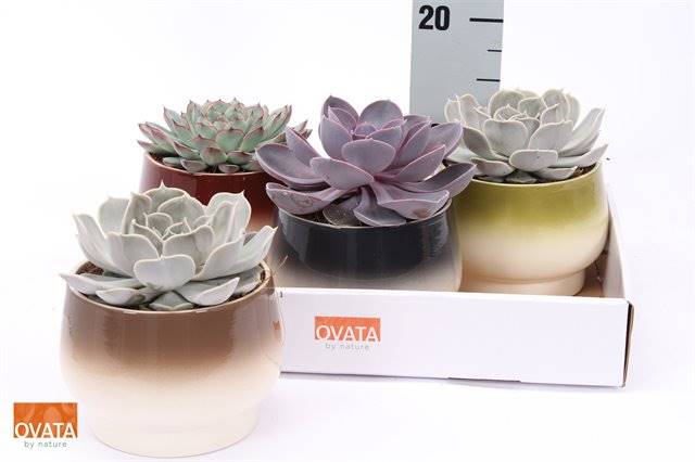 Горшечные цветы и растения оптом Echeveria Gemengd от 4шт из Голландии с доставкой по России