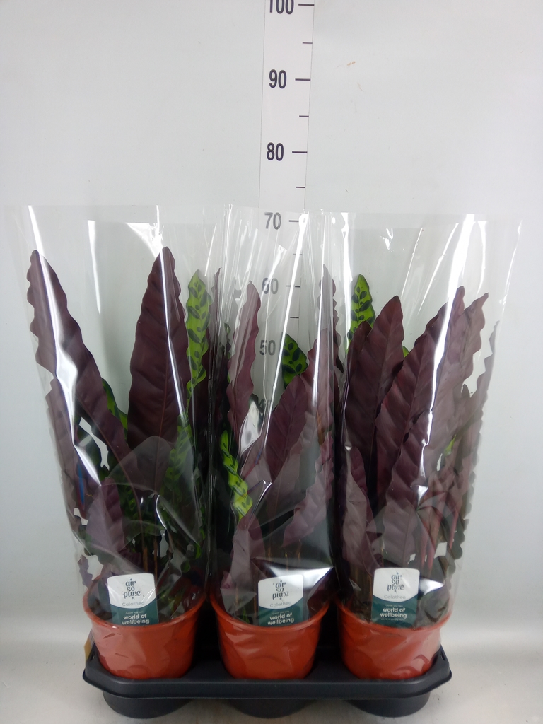 Горшечные цветы и растения оптом Calathea Lancifolia от 3шт из Голландии с доставкой по России