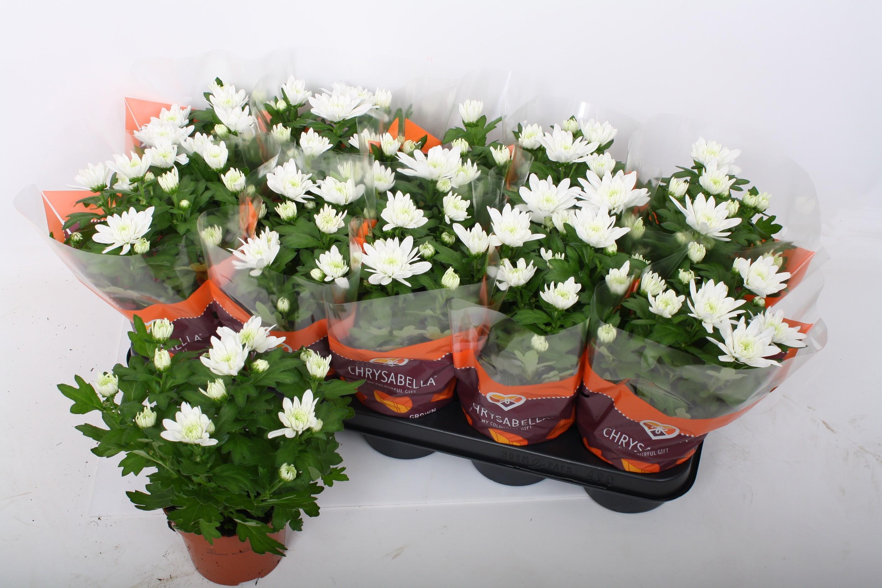 Горшечные цветы и растения оптом Chrys Brave от 10шт из Голландии с доставкой по России