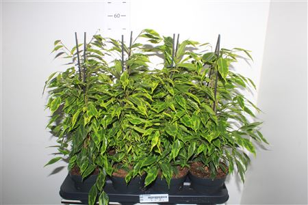 Горшечные цветы и растения оптом Ficus Be Anastasia от 8шт' из Голландии с доставкой по России