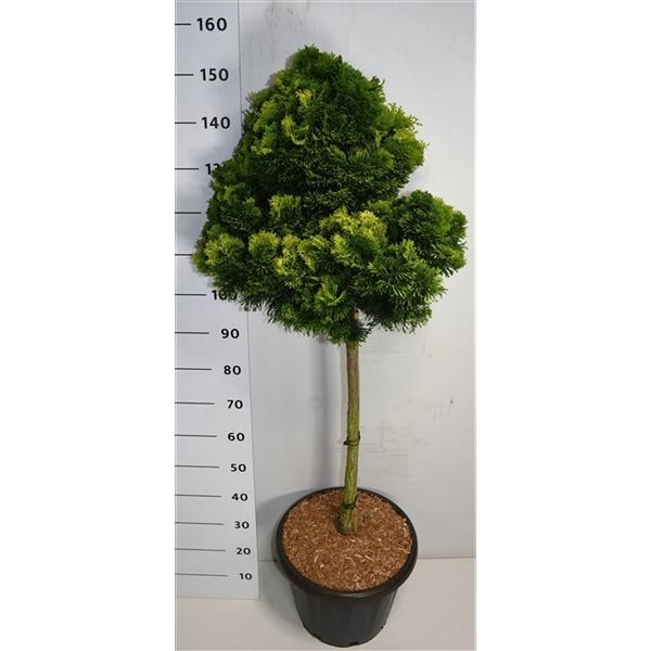 Горшечные цветы и растения оптом Chamaecyparis Obt Aurora On Stem от 1шт из Голландии с доставкой по России