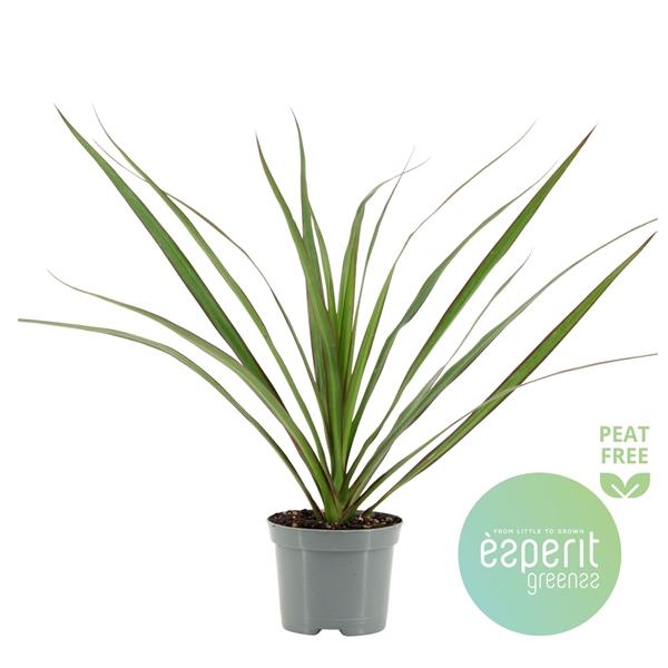 Горшечные цветы и растения оптом Drac Marginata Head от 21шт (для телеги) из Голландии с доставкой по России Горшечные цветы и растения оптом Drac Marginata Head от 21шт (для телеги) из Голландии с доставкой по России