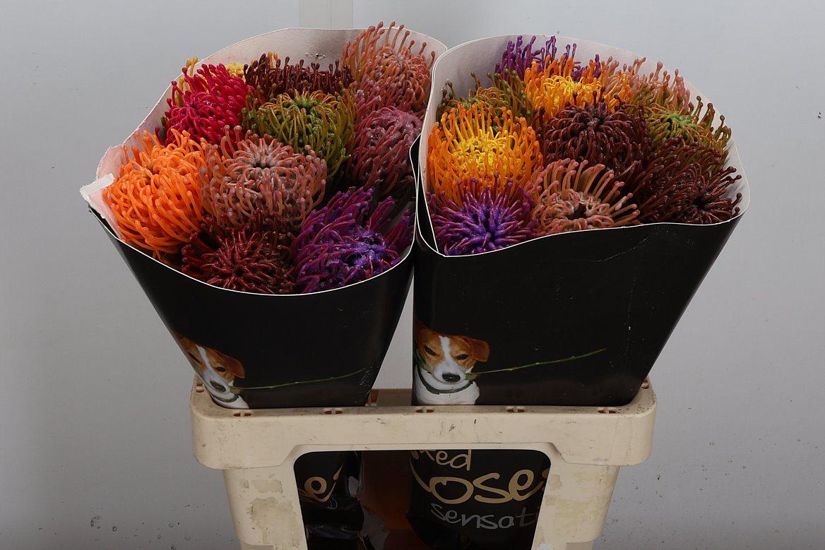 Срезанные цветы оптом Nutans wax mix autumn от 20шт из Голландии с доставкой по России