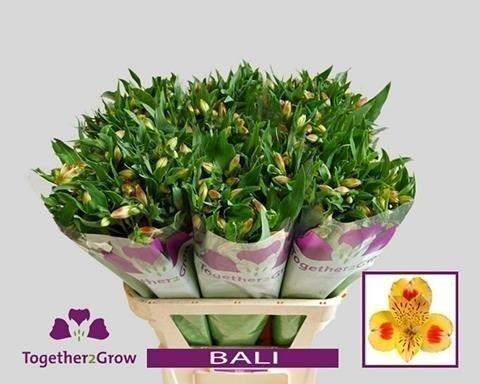 Срезанные цветы оптом Alstroemeria bali от 60шт из Голландии с доставкой по России