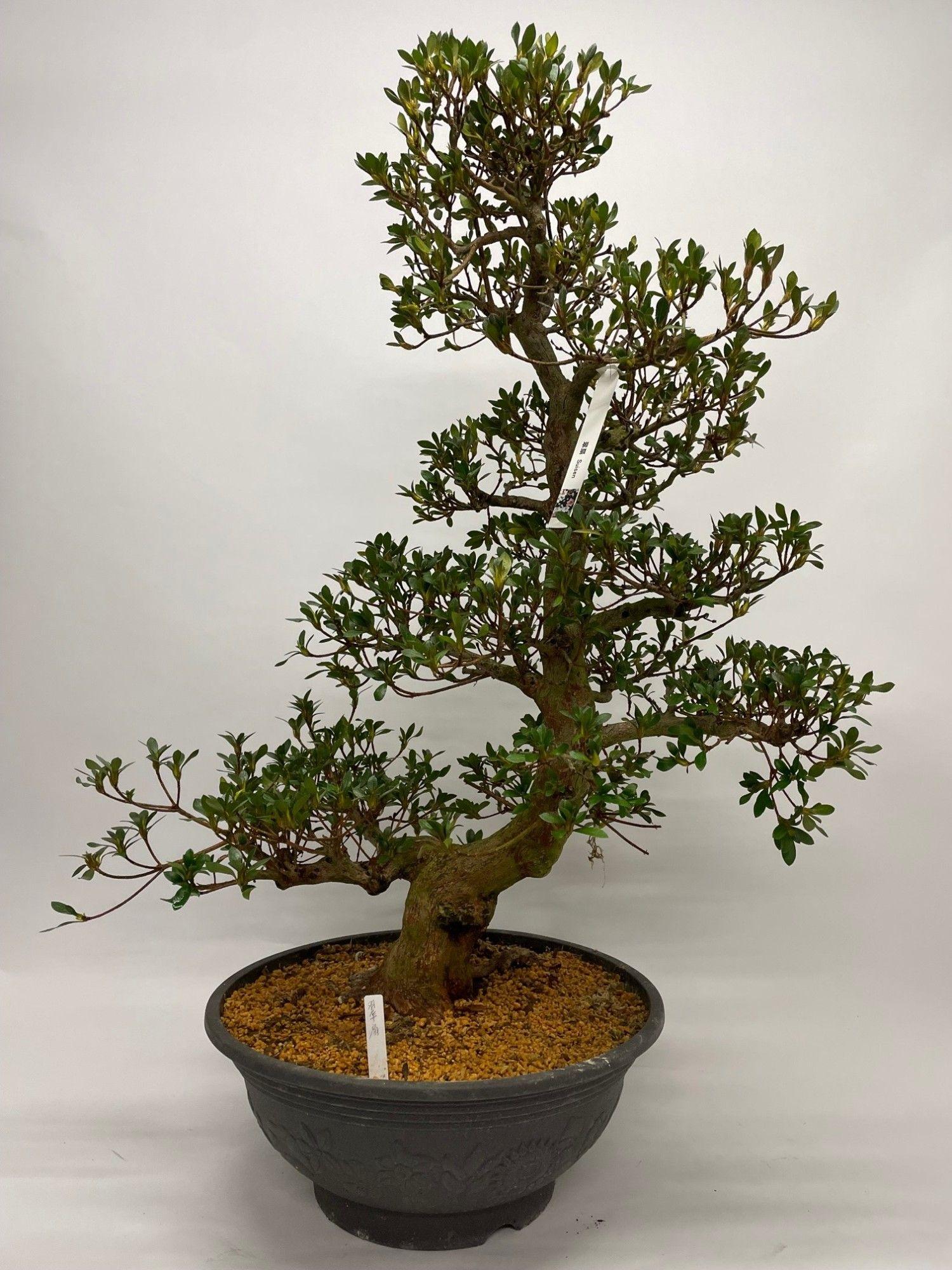 Горшечные цветы и растения оптом Satsuki Azalea от 1шт из Голландии с доставкой по России