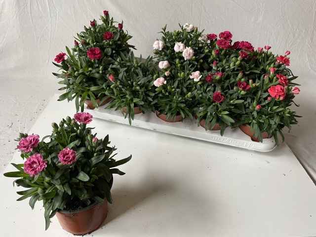 Горшечные цветы и растения оптом Dianthus Oscar Mix от 10шт из Голландии с доставкой по России