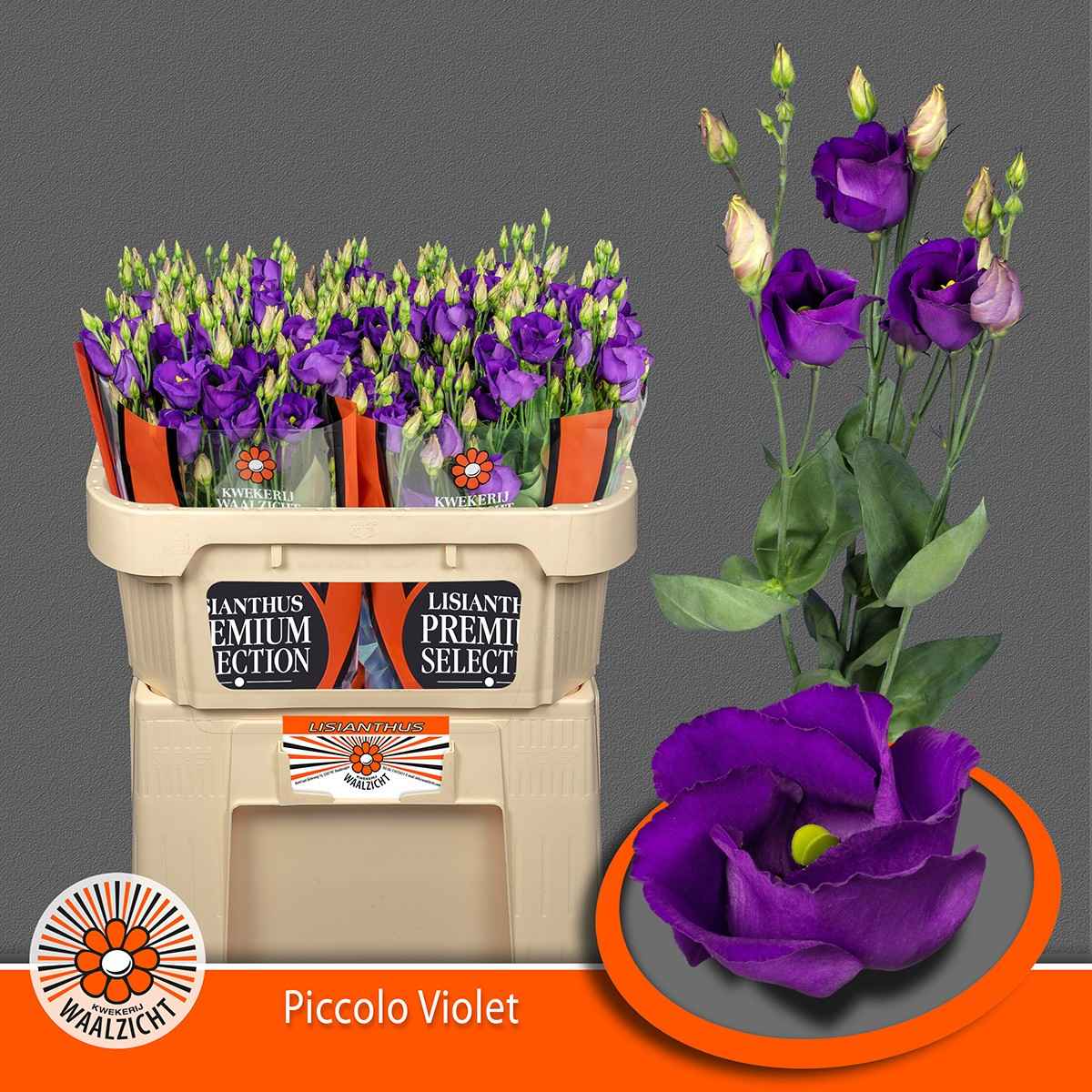 Срезанные цветы оптом Lisianthus si piccolo violet от 40шт из Голландии с доставкой по России