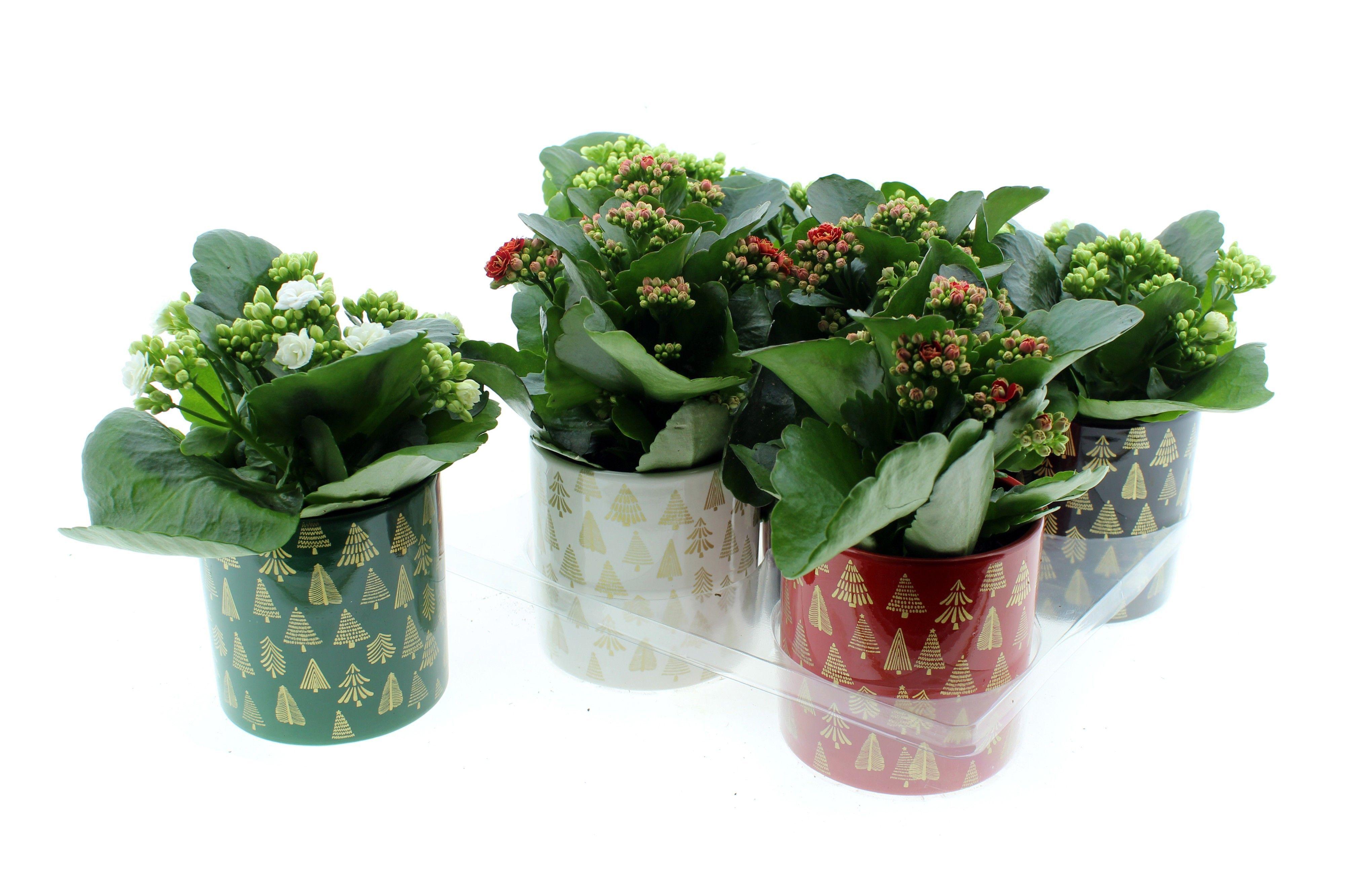 Горшечные цветы и растения оптом Kal Ge Gem Divers от 8шт из Голландии с доставкой по России