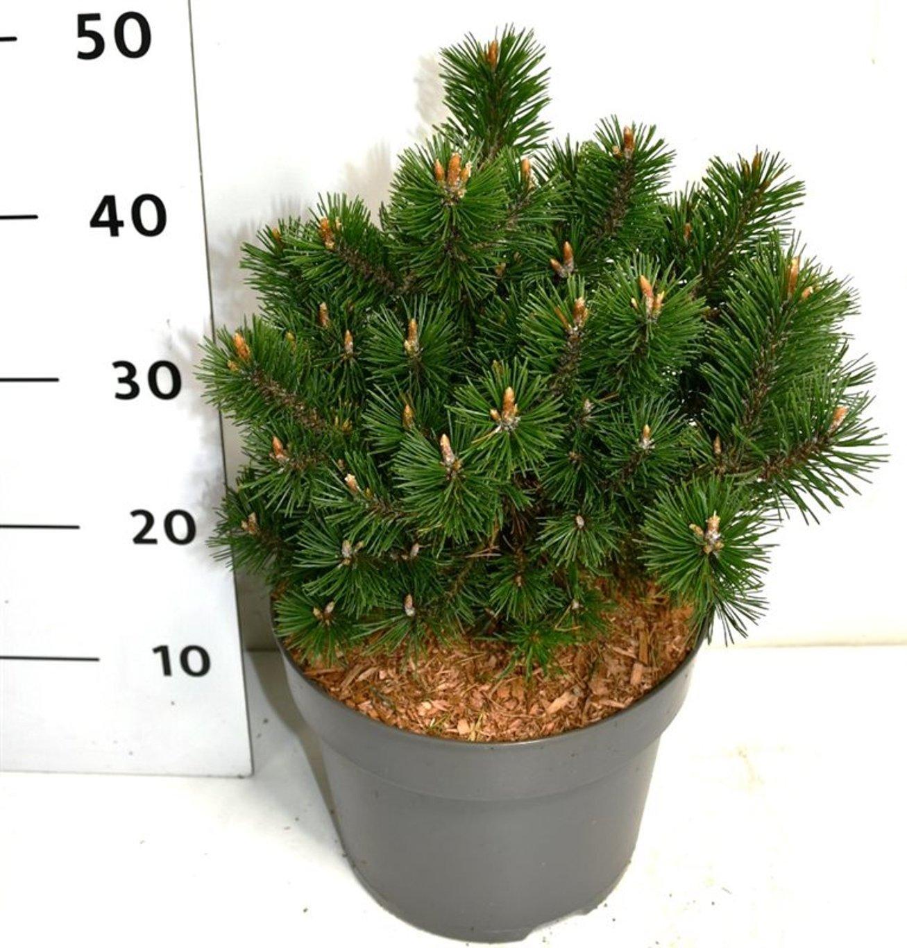 Горшечные цветы и растения оптом Pinus Mugo Humpy от 1шт из Голландии с доставкой по России