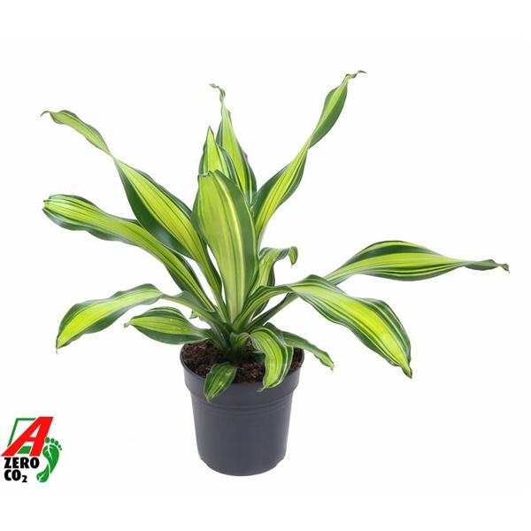 Горшечные цветы и растения оптом Drac Charley Head от 1шт из Голландии с доставкой по России