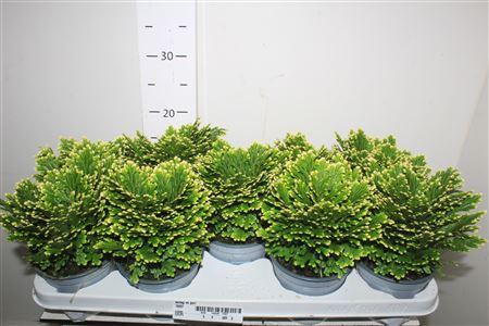 Горшечные цветы и растения оптом Selag M Jori от 9шт из Голландии с доставкой по России