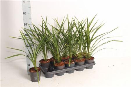 Горшечные цветы и растения оптом Cord Ov от 10шт из Голландии с доставкой по России