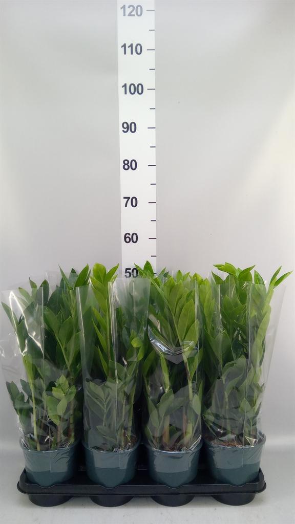 Горшечные цветы и растения оптом Zamioculcas Zamiifolia от 8шт из Голландии с доставкой по России