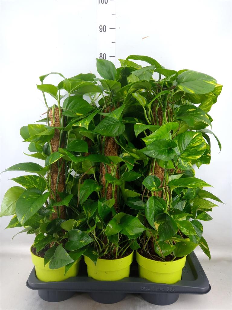 Горшечные цветы и растения оптом Epipremnum Pinn.   ...moss Stick от 6шт из Голландии с доставкой по России