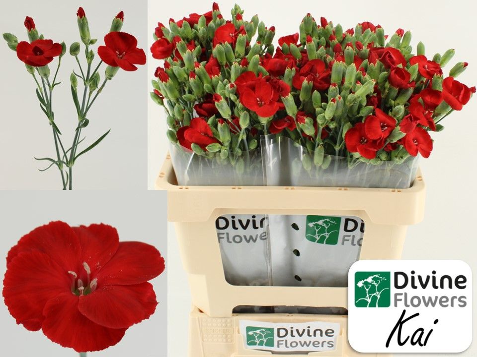 Срезанные цветы оптом Dianthus sp solomio kai от 60шт из Голландии с доставкой по России