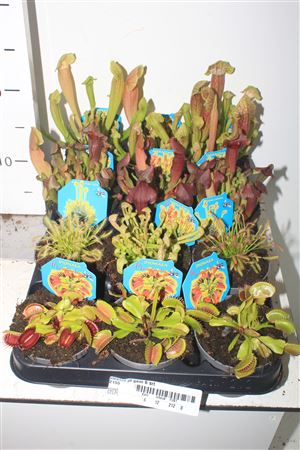 Горшечные цветы и растения оптом Vleeset Pl Gem 6 Srt от 12шт (для телеги) из Голландии с доставкой по России