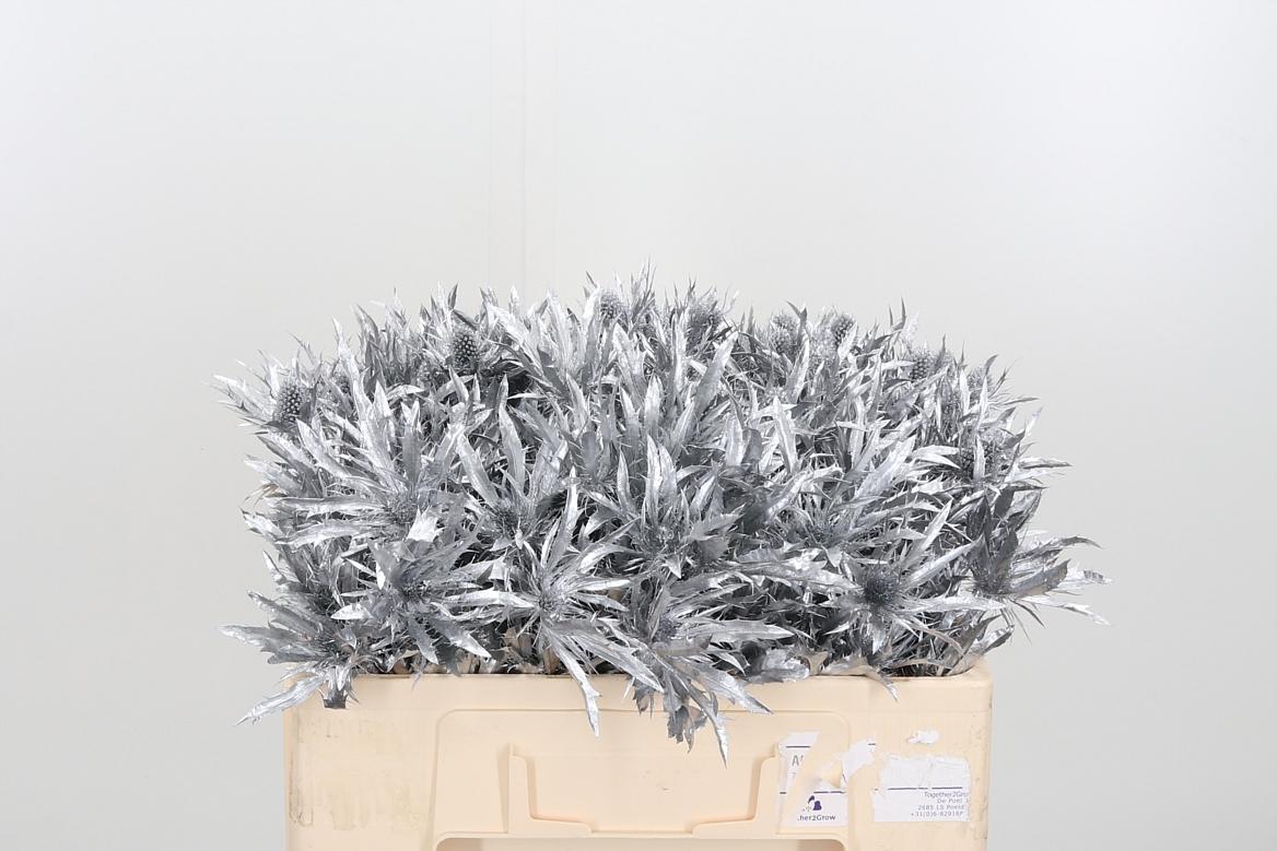 Срезанные цветы оптом Eryngium orion paint silver от 40шт из Голландии с доставкой по России
