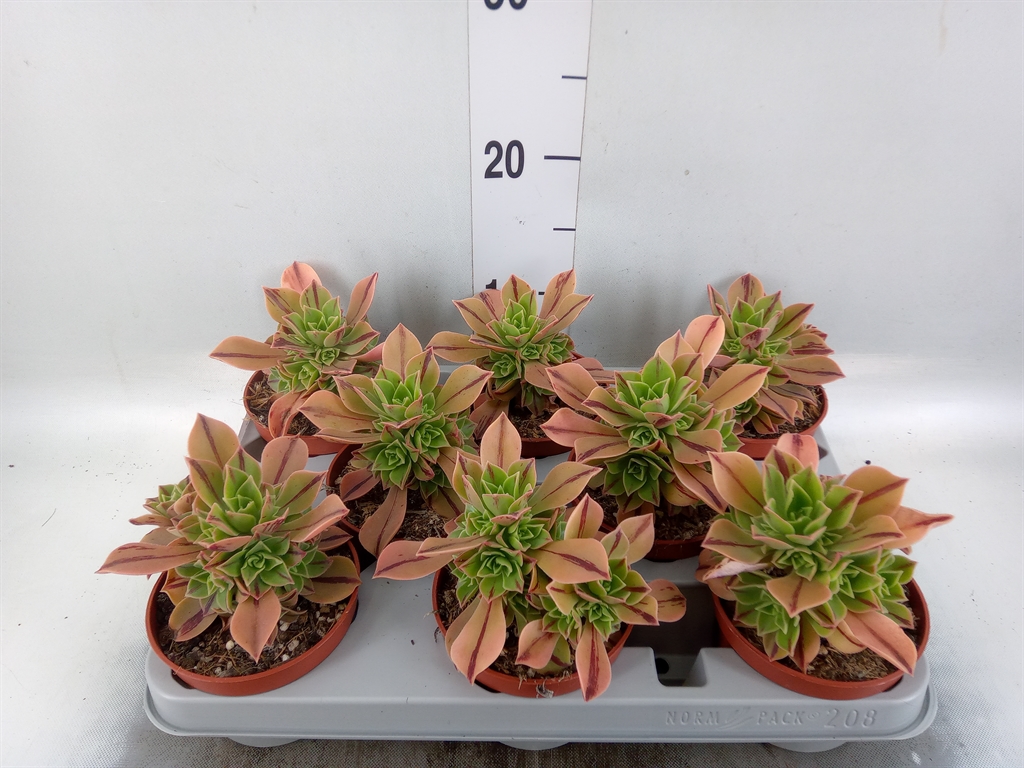 Горшечные цветы и растения оптом Aeonium   ... от 8шт из Голландии с доставкой по России