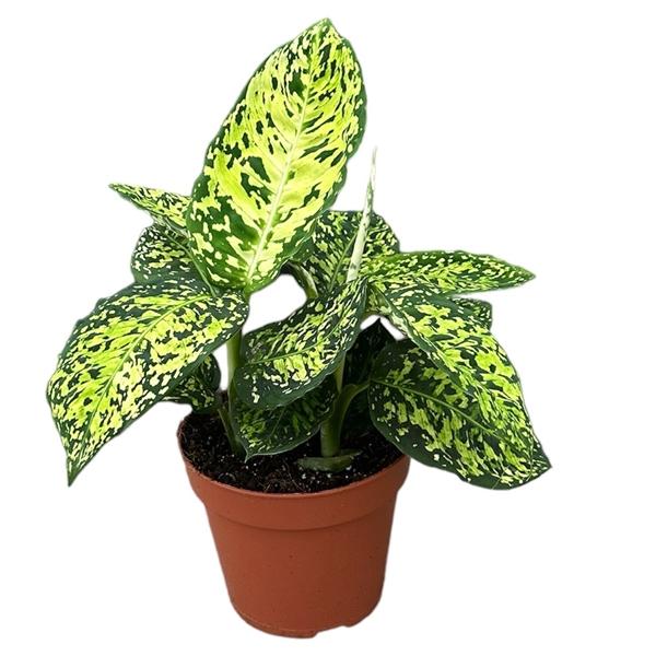 Горшечные цветы и растения оптом Dieffenbachia Reflector от 1шт из Голландии с доставкой по России