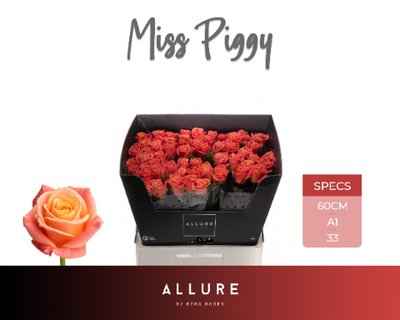 Срезанные цветы оптом Rosa la miss piggy Allure от 60шт из Голландии с доставкой по России