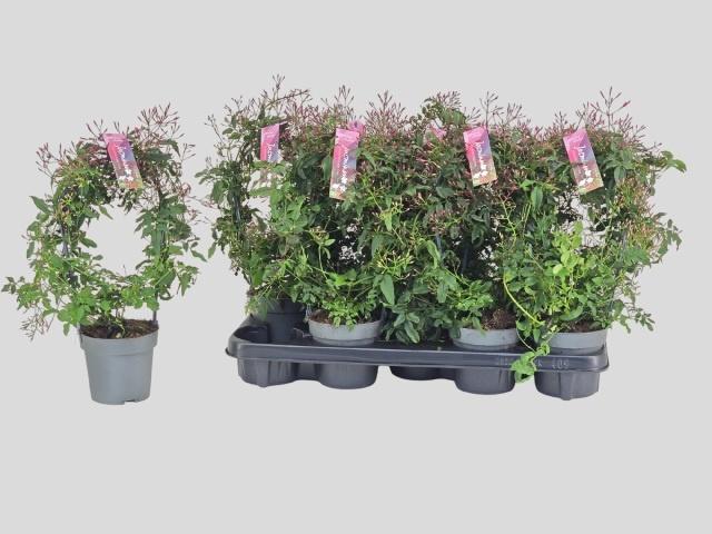 Горшечные цветы и растения оптом Jasm Polyanthum Rz от 9шт из Голландии с доставкой по России