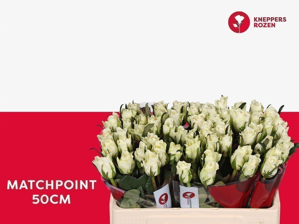 Срезанные цветы оптом Rosa large matchpoint! от 60шт из Голландии с доставкой по России