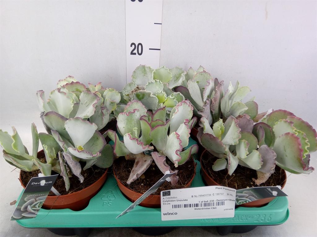 Горшечные цветы и растения оптом Cotyledon Undulata от 6шт из Голландии с доставкой по России