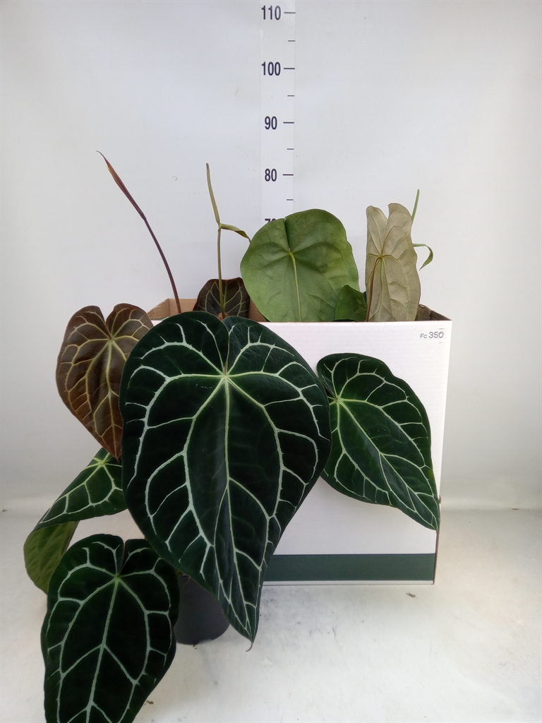 Горшечные цветы и растения оптом Anthurium Clarinervium от 4шт из Голландии с доставкой по России