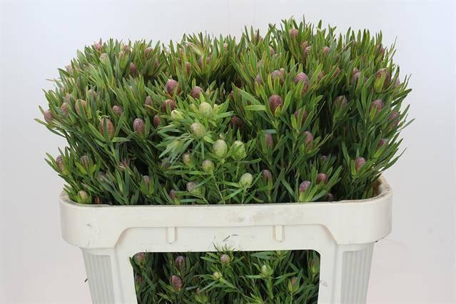 Срезанные цветы оптом Leucadendron lime green spray от 30шт из Голландии с доставкой по России