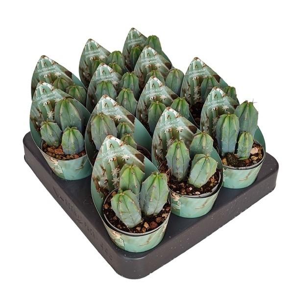 Горшечные цветы и растения оптом Myrtillocactus Geometrizans Potcover от 12шт (для телеги) из Голландии с доставкой по России