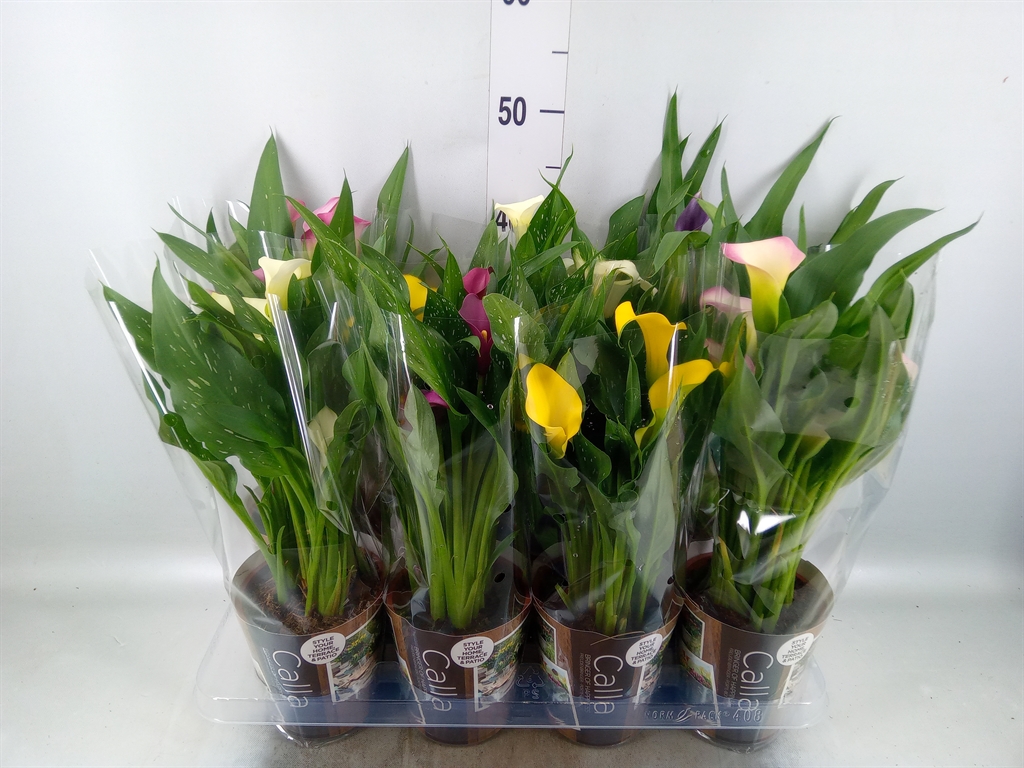 Горшечные цветы и растения оптом Zantedeschia Mix 3+ от 8шт из Голландии с доставкой по России