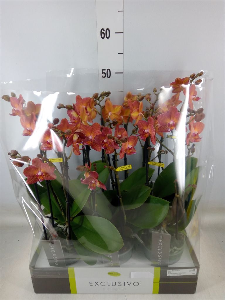 Горшечные цветы и растения оптом Phalaenopsis Multi.   ...orange от 6шт из Голландии с доставкой по России