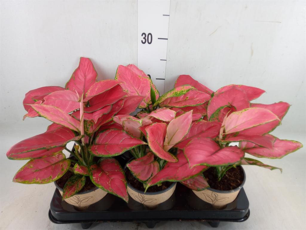 Горшечные цветы и растения оптом Aglaonema   ... от 6шт'' из Голландии с доставкой по России