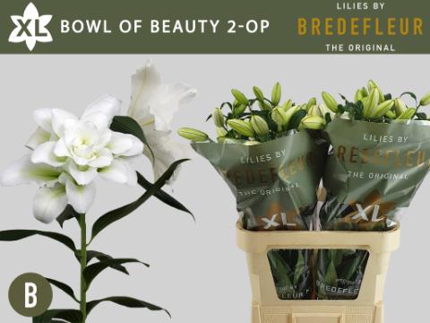 Срезанные цветы оптом Lilium or dbl bowl of beauty от 20шт из Голландии с доставкой по России